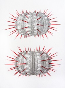 urchin spines screen print by ameet hindocha ambigraph