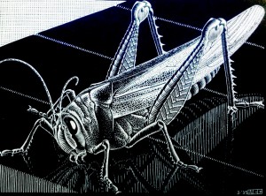 grasshopper-by mcescher